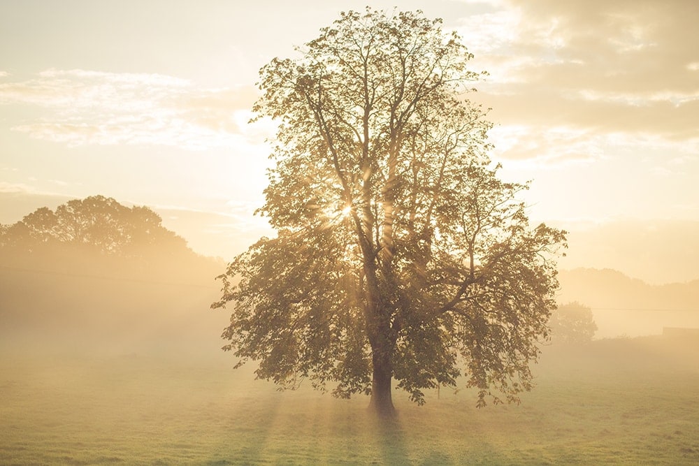 Jo Grobbelaar Sunrise Tree